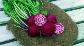 Beetroot