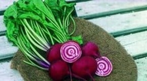 Beetroot