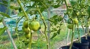 Ben Thornton - July Allotment Advice