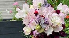 Ben Thornton - June Allotment Advice