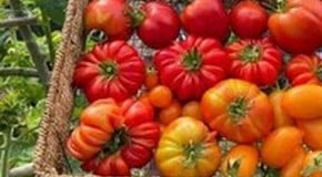 Ben Thornton - May Allotment Advice