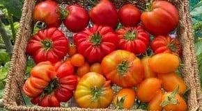 Ben Thornton - May Allotment Advice