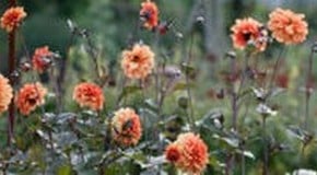 Best Plant Support for Dahlias