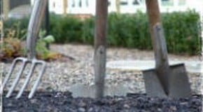 Bindweed in the garden