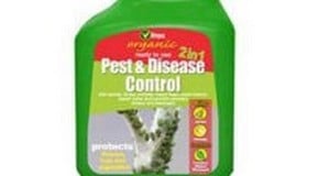 Black spots on roses