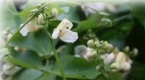 Blackfly on runner beans