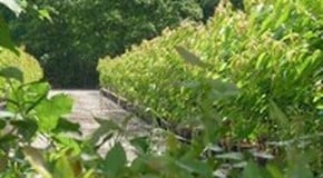 Blackmoor Nurseries - Liss, Hampshire