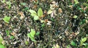 Box blight and very little rain