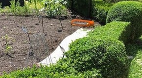 Box hedge trimming in the Kitchen Garden