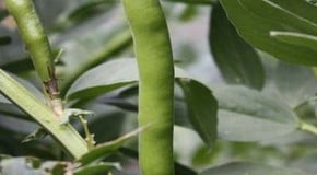 Broad Beans