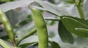 Broad Beans