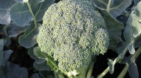 Broccoli (Calabrese)