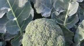 Broccoli (Calabrese)