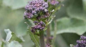 Broccoli (Sprouting)