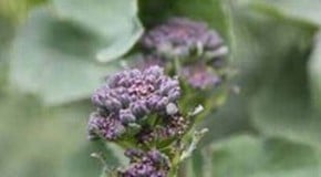 Broccoli (Sprouting)