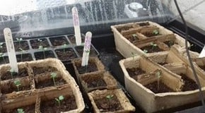 Busy time in the Greenhouse