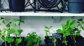 Busy week in the Garden