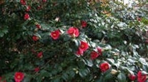 Camellia not flowering