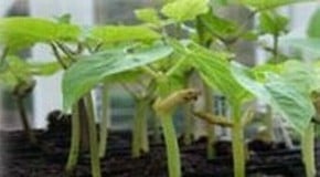 Can you take cuttings from peppers