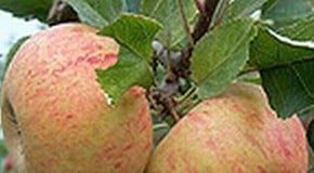 Canker in Fruit Tree