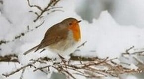 Caring for Birds in Winter
