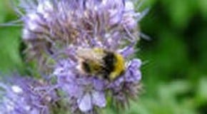 Cat Deterrent Plants Survive Winter