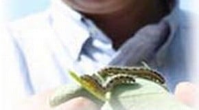 caterpillar damage or Sawfly larvae damage