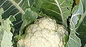 Cauliflowers not heading up