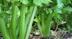 Celery