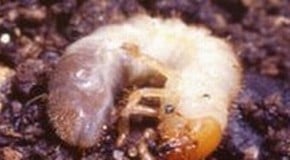 Chafer Grub Treatment