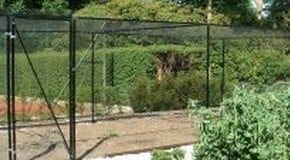 Chickens ruining flower beds