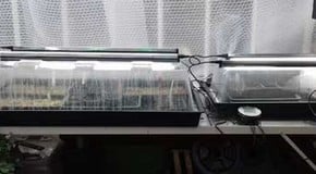 Cold nights and frosty days