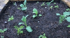 Companion Planting in the Kitchen Garden