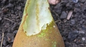 Constant dry conditions in the kitchen garden