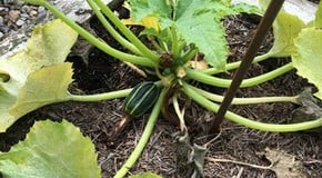 Courgette Disaster at Harrod HQ