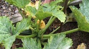 Courgette Disaster at Harrod HQ