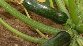 Courgettes