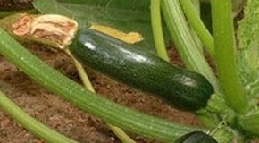 Courgettes