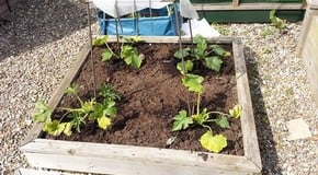 Courgettes are making a comeback - another busy week in the Harrod HQ garden