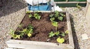 Courgettes are making a comeback - another busy week in the Harrod HQ garden