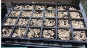 Courgettes Plants Potting On & Sowing Tomato Seeds at Harrod HQ