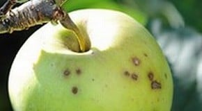 Crab Apple Tree Scab!