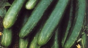 Cucumbers