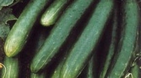 Cucumbers
