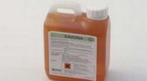 Cutworms or Earwigs nibbling Clematis