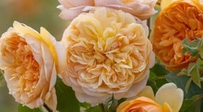 David Austin's Top Tips on Planting Bare Root Roses