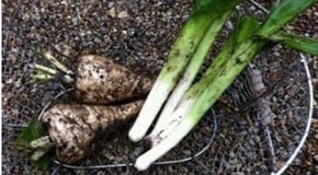Early seed sowing at the Kitchen Garden