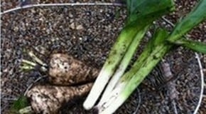 Early seed sowing at the Kitchen Garden
