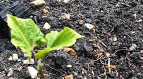 Finally some rain in the kitchen garden!