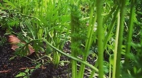 First frosts this week